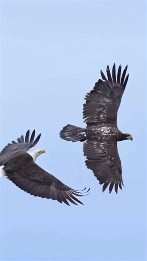 Eagle Song Original - Live Music 222