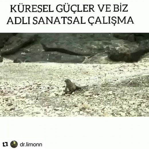 Exploring Reptiles and Insects on Rocky Beaches