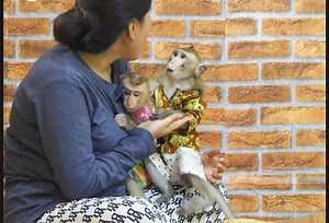 Smart guy monkey Voka talkative asking Mom why hate discipline him | Monkey Kevin