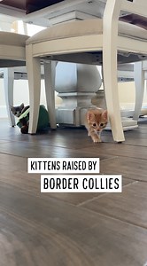 Kittens raised by Border Collies This is just a fun way to promote our new rescue. 🐱🐶 Adopt Border Kitties https://www.facebook.com/borderkittyrescue/ Questions? borderkittyrescue@yahoo.com | Bordernerd