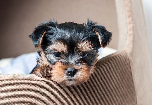 Yorkshire Terrier (Yorkie) Puppies For Sale In Florida