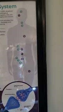 CB1 and CB2 receptor explanation