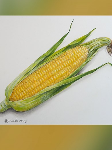 トウモロコシの描き方🌽 #リアルな絵 #トウモロコシ #玉米 #옥수수 #painting