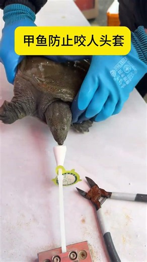 Tiny face shield for soft-shell turtle, interact safely now #animals #pets