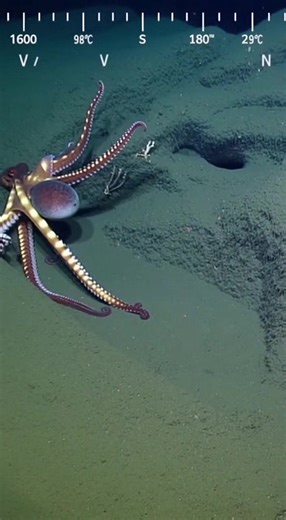 Two giant octopuses engage in a fierce battle over cave territory! Watch as these intelligent creatures use all eight arms in combat, fighting for the perfect deep-sea shelter. 🔔 Subscribe for more deep sea content! #Shorts | Project Deep Blue