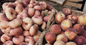 Comment congeler des pêches et brugnons ?