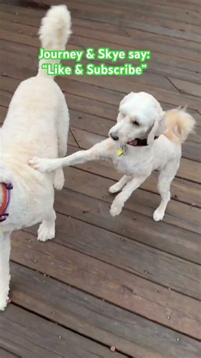 Deck Wrestling Champs 🐶💥 | Journey vs Skye