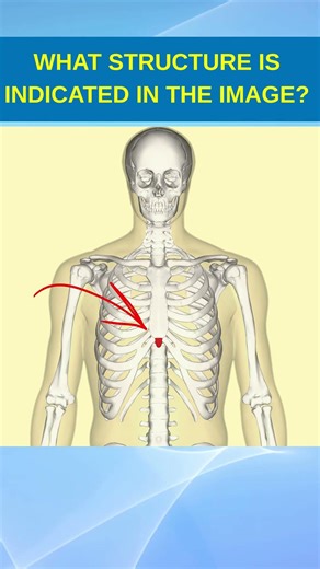 What structure is indicated in the image?
