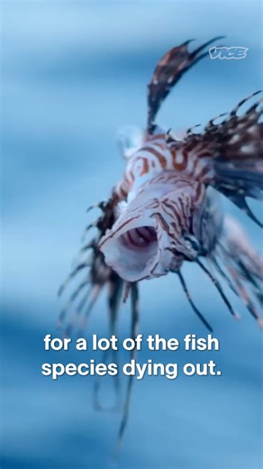 29K views · 241 reactions | The lionfish is one of the world's most dangerous fish. But when prepared correctly, they can be delicious. | Munchies | Facebook