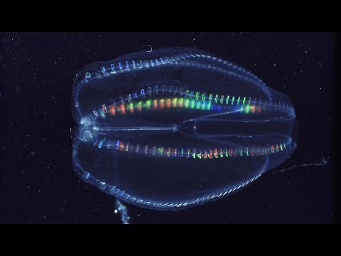 What makes comb jellies light up? | Oceana