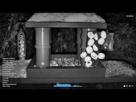 Night Live Bird Feeder Stream — Real-Time Backyard Birds
