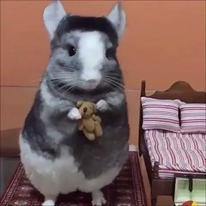 2.7M views · 14K reactions | This adorable chinchilla loves holding his tiny teddy bear! ❤ Credit: Cute Chumlee | Tyla | Facebook