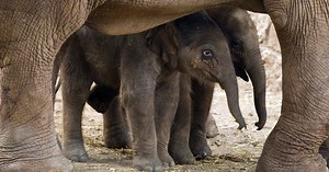 What animals might teach us about living longer