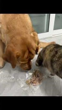 Trickster Dog Zhang Bobo Stutters Unintentionally! DogVlog CutePaws