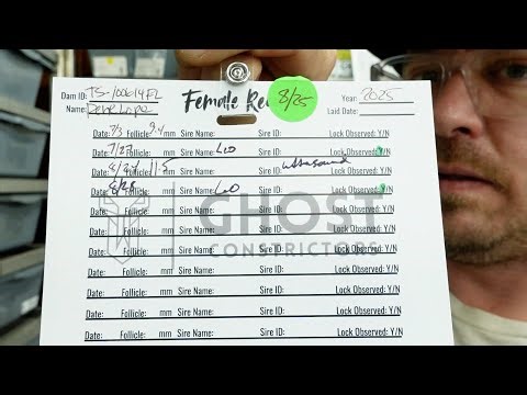 How We Track Female Ball Pythons During Breeding Season