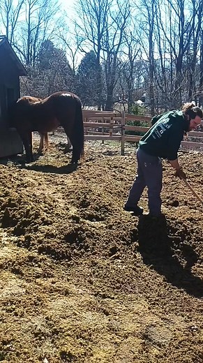 Caca de cheval aujourd'hui :)) Au plaisir de vous aider :)) | Coco Coudpouce