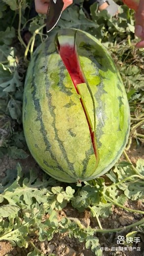 Water melon Cutting skills #watermelon #farming