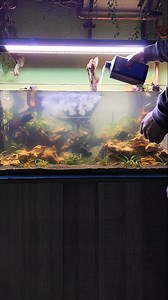 18K views · 940 reactions | Before / after with the filter medium from @easylifeaquariumproducts 朗  Vorher / nachher mit dem Filtermedium von @easylifeaquariumproducts 朗 #aquarium #aquatank #aquariums #filtermedium #akvaryum #fishlover #shrimptank #aquariumhobby #fishtank #freshwateraquarium #aquarist #aquaristic #aquascape | supersizeaquascaping | Facebook