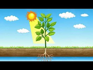 The Calvin Cycle Explained Photosynthes