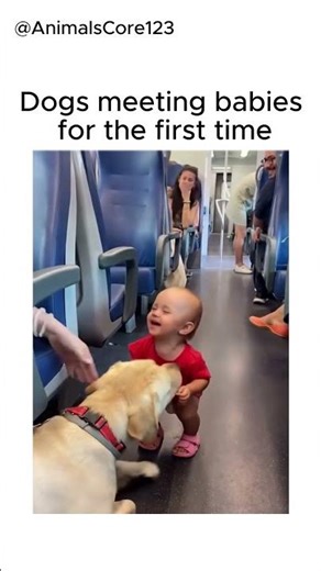 Dogs meeting babies for the first time