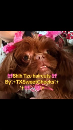 Shih Tzu‘s Haircuts by Texas Sweet Cheeks🎀✂️ ##shihtzu##shihtzuhaircut