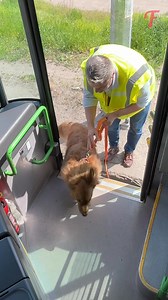 44K views · 307 reactions | Bus driver rescues stray dog | Tips & Tricks | Facebook