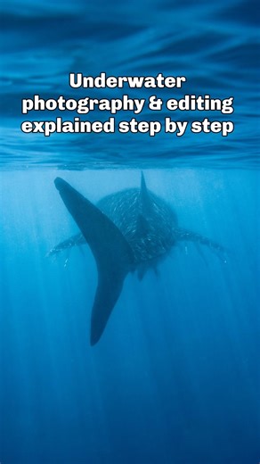 Learn how to edit underwater photos properly. Guides available on my website www.gillianshark.com