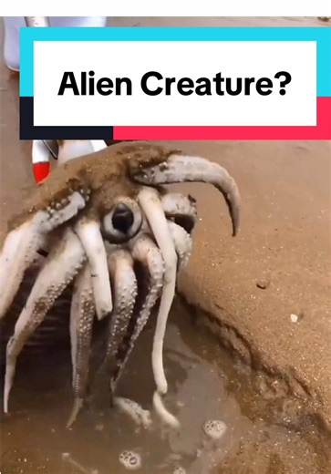 Alien Creature Found on Beach? Not so fast.