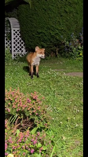 Exciting Red Fox Highlights from TikTok Live Sessions