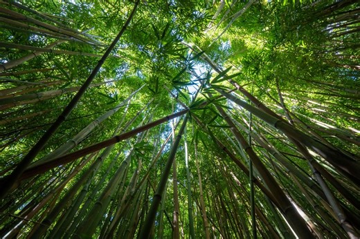 El Bambusal: Explora el bosque de bambú en Teziutlán