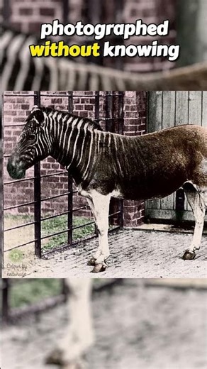 The Last Footage of These Extinct Animals #animalfacts #extinctanimals