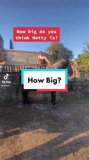 How big do you think she is? #fyp #percheron #howbig #heavyhorse #equestrianlife