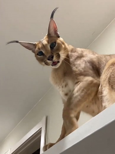 TikTok의 Floppa TV Official