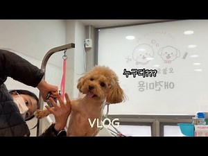 [VLOG] 행복한 직업🐶🩵 | 푸들, 말티푸, 비숑 | 강아지 좋아하는 사람 여기여기 모여라