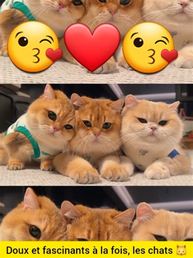 Doux et fascinants à la fois, les chats 🐱#musik #clash #videosvirales #rire