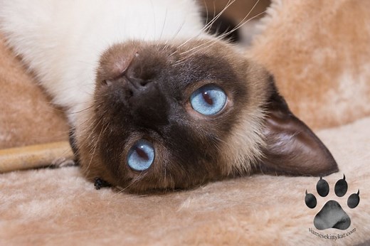 7 Characteristics of Purebred Siamese Cats