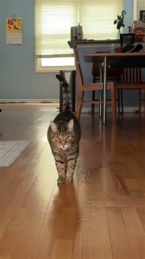 Such a beautiful tabby! #tabbycat #cat #cats #catvideos #catshorts #adorable #aww #kitty #tabby