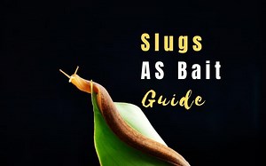Do Fish Eat Slugs? How to Fish with Slugs as Bait (Solved)
