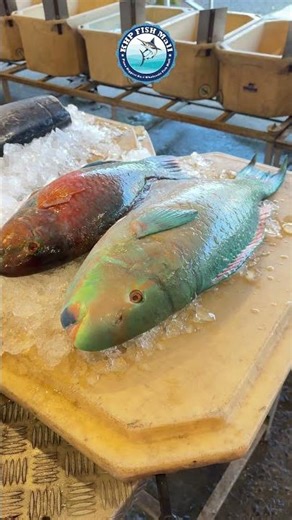 khp fish mall Vadgaon budruk service road Sinhagad road Pune#trending #reels #ytshorts #explorepage