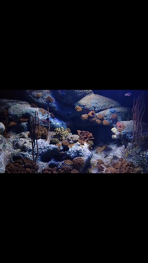 #UnderwaterBeauty | Tasin Yeva | Facebook