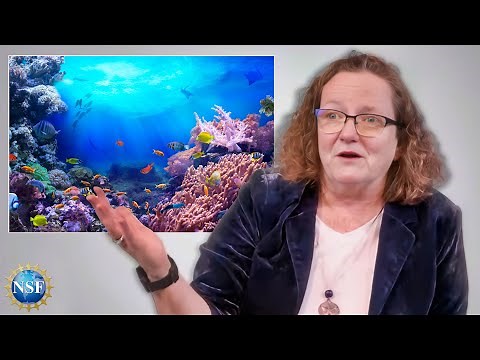 Studying the Oceans | EXPLAINED | Oceanographer Lisa Clough