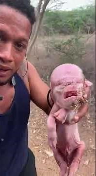Mutant Human Face Like Newborn Pig Hybrid in South America