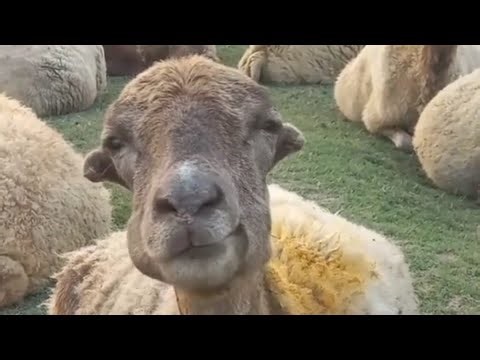 UNUSUAL MEMES COMPILATION V35