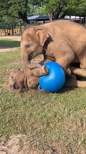 122K views · 9K reactions | The elephants playing ball is so much fun #Animals #elephant #cuteelphant #wildlife | Elephant World | Facebook