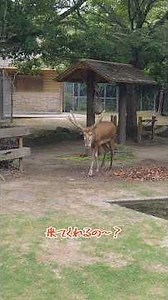 立派に伸びたね#シフゾウ#絶滅危惧種#安佐動物公園 #動物園 #zoo #animals #アスカ#のんびり