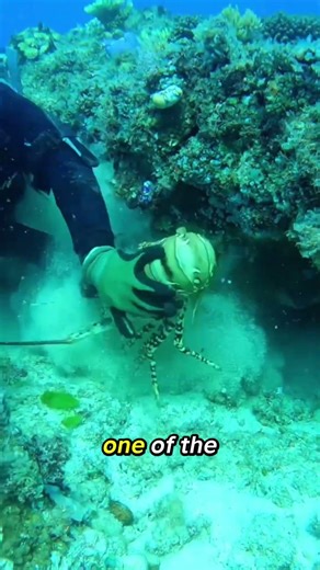 Lobsters are incredible survivors!!#facts #oceananimals #lobster