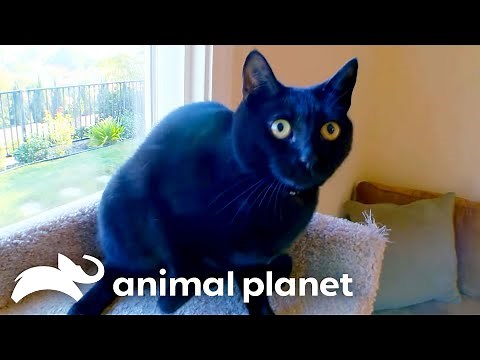 Terrifying Black Cat vs Jackson Galaxy | My Cat From Hell | Animal Planet