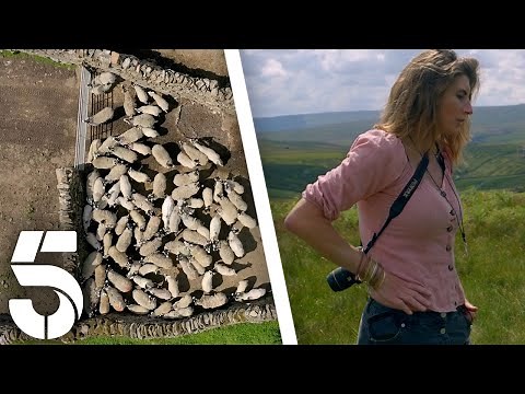 Rounding Up The Unsheared Sheep | Our Yorkshire Farm | Channel 5