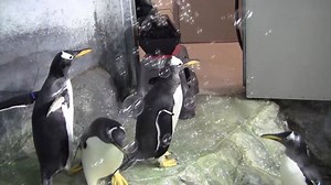 143K views · 1.8K reactions | Penguins + Bubbles: The Sea-quel! Our penguin keepers brought back the bubble machine for a special enrichment activity to celebrate this year’s chicks successfully making the transition from the nest. Have you voted for your favorite chick names yet? Vote here: https://a.pgtb.me/PRbcxr #WildWed | Tennessee Aquarium | Facebook