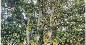 Cây mít cổ thụ sai quả bậc nhất Việt Nam: Quả trĩu trịt từ gốc đến ngọn, dân tình ồ lên lần đầu nhìn thấy cây mít nhiều quả đến thế